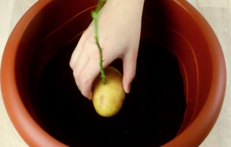Taboola Ad Example 64541 - She Sticks A Rose Stalk Into A Potato And Look What Happens A Week Later! Amazing!