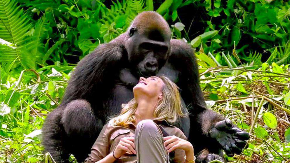 Taboola Ad Example 54629 - Husband Introduces Wife To A Wild Gorilla He Raised, Not Knowing He Should Have Thought Twice
