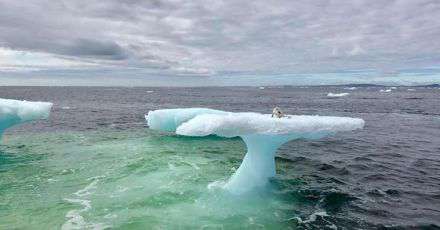 Yahoo Gemini Ad Example 35573 - Fishermen See Animal Sitting On Iceberg