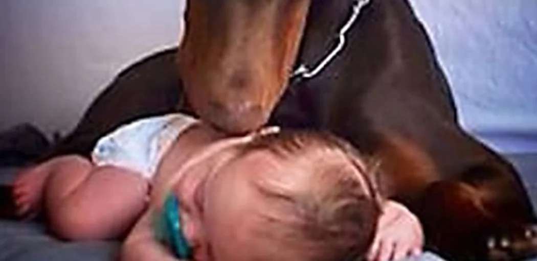 Outbrain Ad Example 52277 - [Gallery] Family Dog Withholds Baby, Then Mom Sees Surprising Reason Why