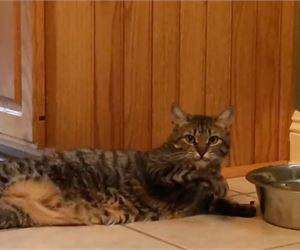 Content.Ad Ad Example 66233 - Lazy Cat Drinking Water Becomes Viral Sensation — AGAIN!