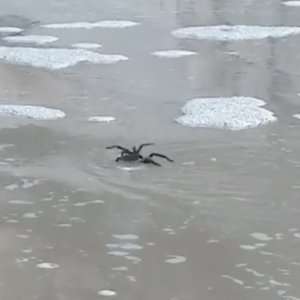 Zergnet Ad Example 65353 - Tarantula In Texas Seen 'Swimming' In Terrifying Video