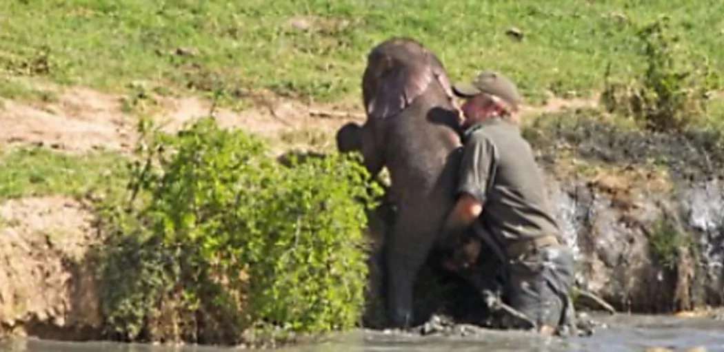Outbrain Ad Example 30958 - [Photos] Mama Elephant Does This After Man Saves Her Drowning Baby