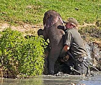 Outbrain Ad Example 46875 - [Photos] Mama Elephant Does This After Man Saves Her Drowning Baby