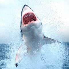 Zergnet Ad Example 49151 - Study Reveals One Animal Great White Sharks Are Scared OfWeather.com