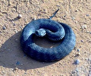 Content.Ad Ad Example 9864 - If You Come Across This Snake, Your Life Is All But Over