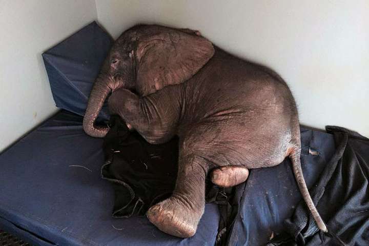 Taboola Ad Example 60887 - This Baby Elephant Decided To Spend His Last Days Alongside This Creature