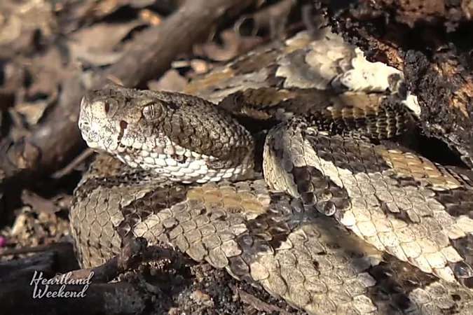 Outbrain Ad Example 34373 - CAUGHT ON CAMERA: Rattler, Copperhead Seen At Illinois' Snake Road