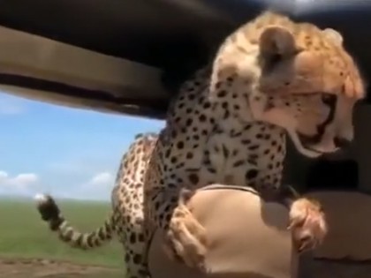 RevContent Ad Example 13167 - Cheetahs Go On And Inside Of Jeep During Safari