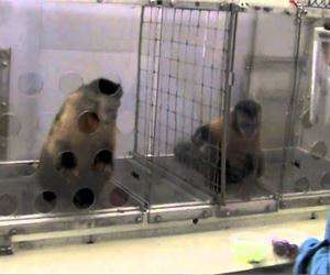 Content.Ad Ad Example 48740 - VIDEO: What Happens When You Reward Two Monkeys Unequally?