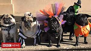 Outbrain Ad Example 43506 - When Pugs Do Halloween