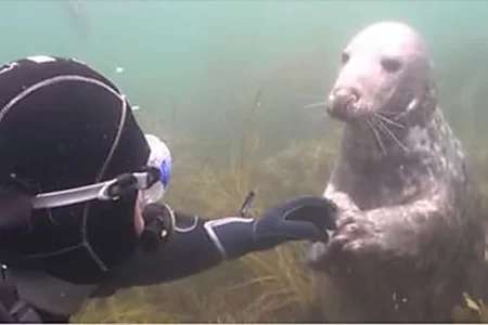 Outbrain Ad Example 45918 - [Photos] Diver Didn't Understand Until Seal Swam Closer