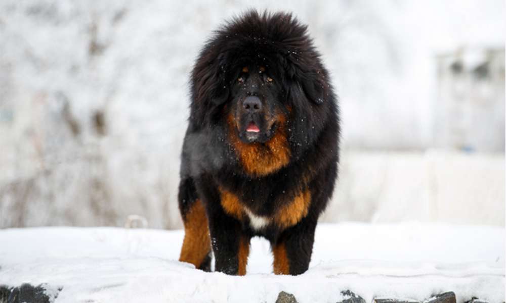 Taboola Ad Example 51090 - 20 Most Expensive Dog Breeds In The World