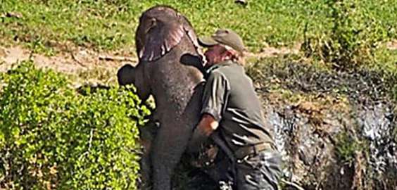 Outbrain Ad Example 47248 - [Photos] Mama Elephant Decide To Do This After Man Saves Her Drowning Baby