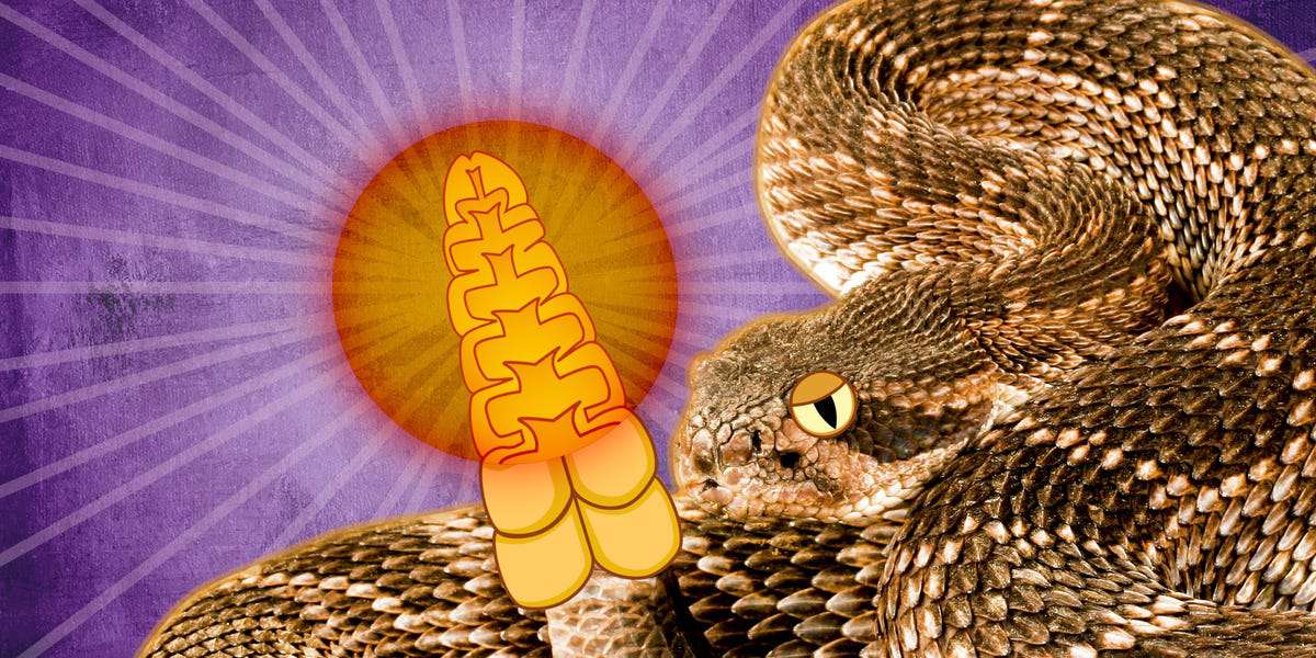 Taboola Ad Example 43982 - A Rattlesnake Emits Its Famous Warning Signal Without Anything At All Rattling Around Inside Its Tail. Here's How It Works.