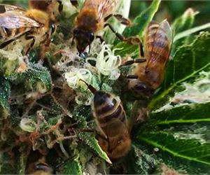 Content.Ad Ad Example 50136 - Beekeeper Trains Bees To Make Honey From Marijuana