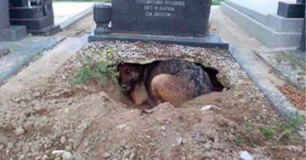Yahoo Gemini Ad Example 40640 - Dog Refuses To Leave Grave, Rescuer Spots Truth