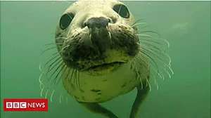 Outbrain Ad Example 32622 - Grey Seals Filmed Clapping Underwater