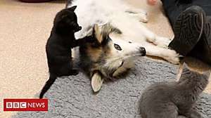 Outbrain Ad Example 42407 - Dog Becomes 'foster Mum' To Kittens