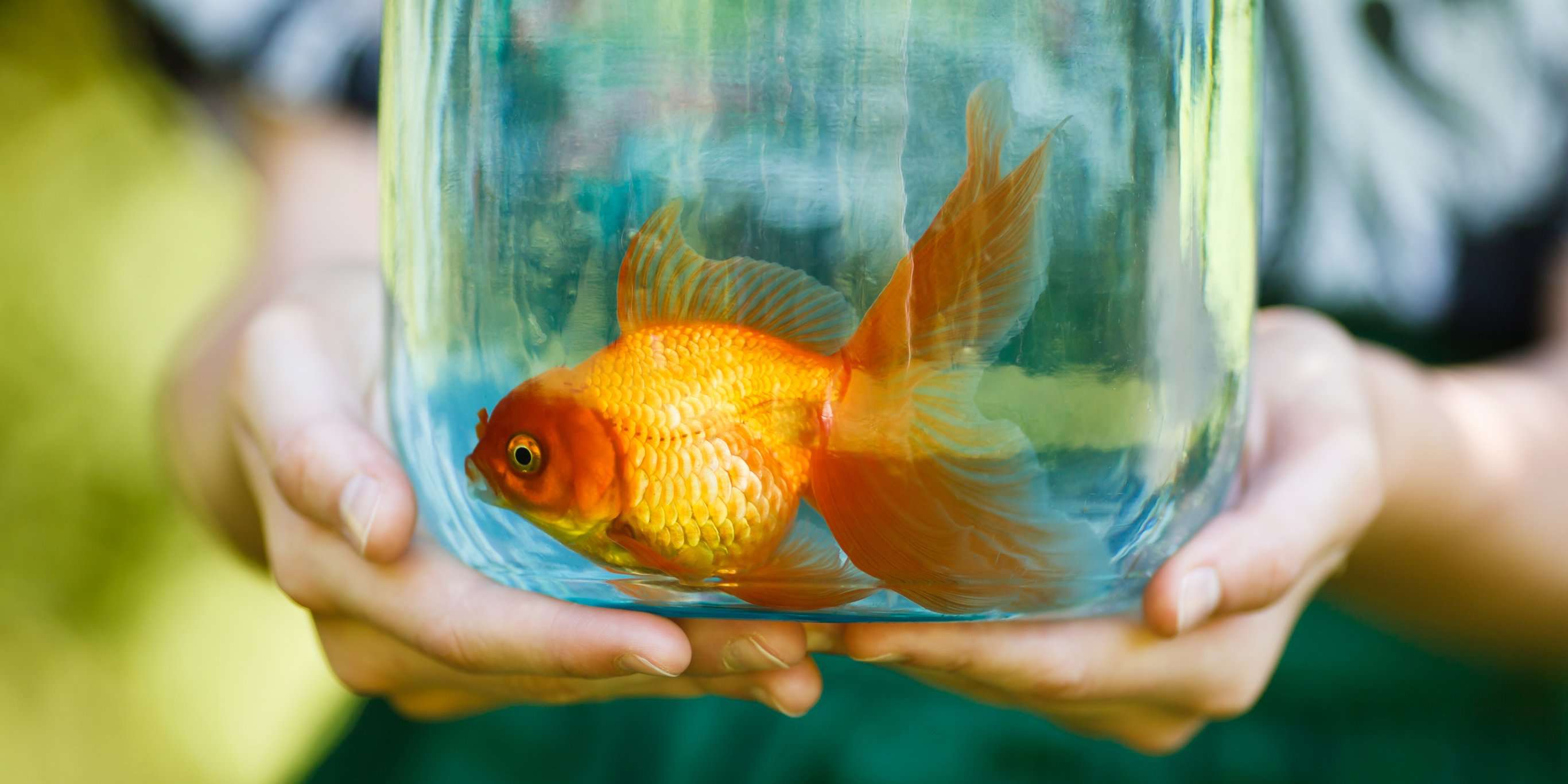 Taboola Ad Example 63927 - How To Keep Your Goldfish Alive For 15 Years