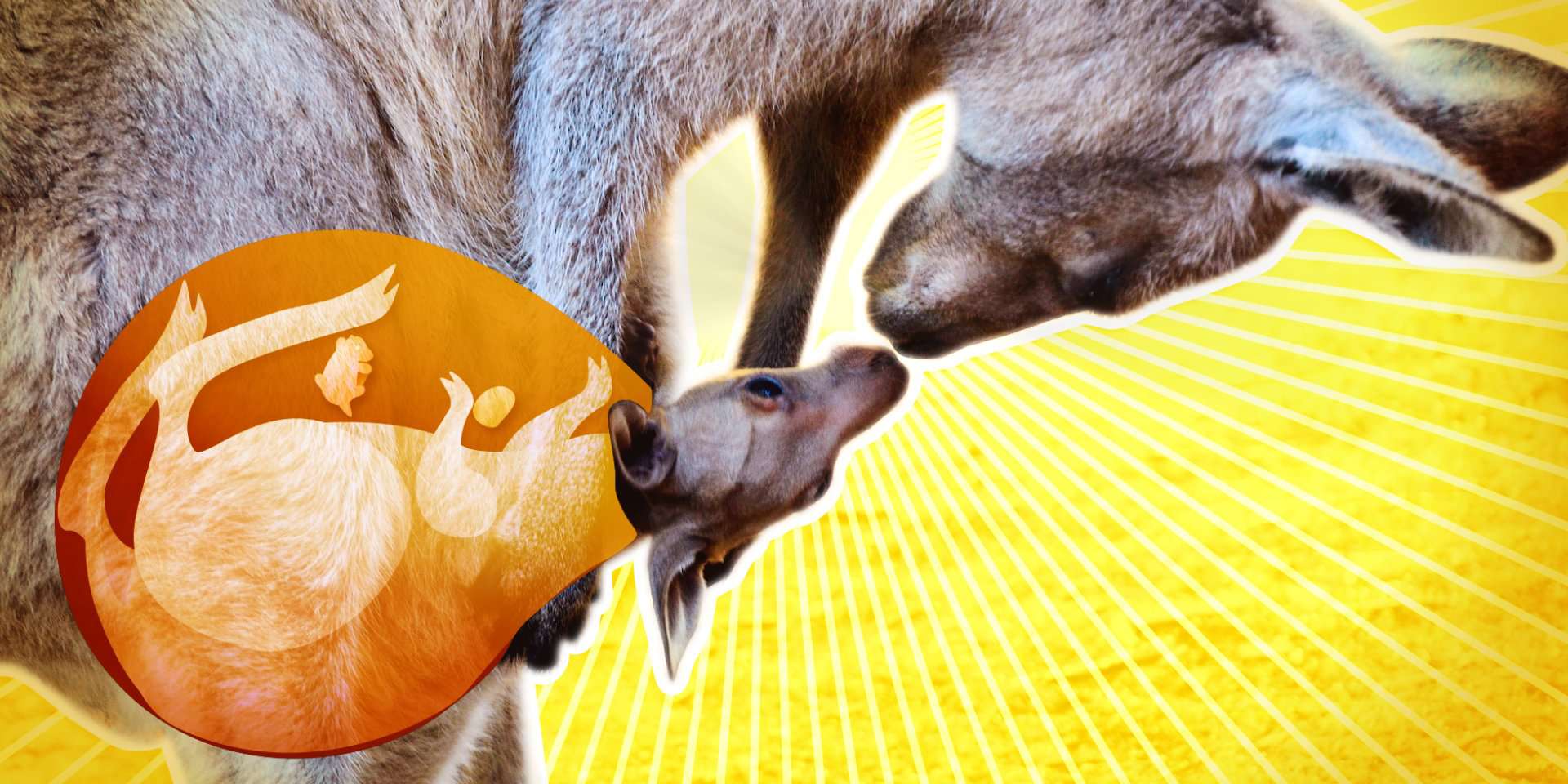 Taboola Ad Example 57329 - A Kangaroo's Pouch Is Far More Complex Than You May Think. It Produces Custom Milk And Antimicrobial Sweat.