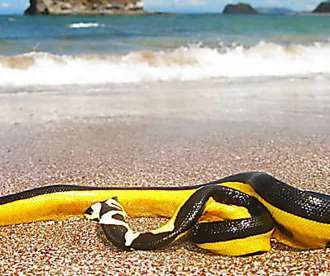 Outbrain Ad Example 54232 - These Are The Top 20 Dangerous Beaches In The World