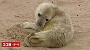 Outbrain Ad Example 44847 - Grey Seal Birth On Beach Captured On Film