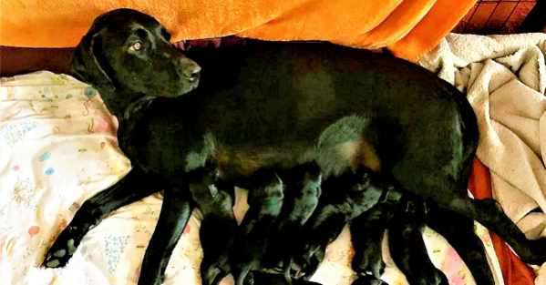 Yahoo Gemini Ad Example 48588 - Pure Bred Lab's Odd Litter Leaves Owners In Awe