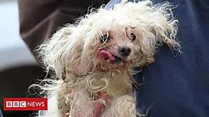 Outbrain Ad Example 32814 - Almost 200 Dogs Rescued From US Puppy Farm
