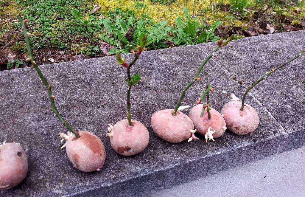 Taboola Ad Example 64595 - She Sticks A Rose Stalk Into A Potato And Look What Happens A Week Later! Amazing!