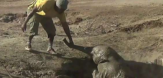 Outbrain Ad Example 47529 - [Photos] Mama Elephant Does This After Man Saves Her Struggling Cub