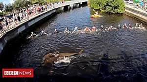 Outbrain Ad Example 40795 - Human Chain Rescues Stranded Dolphins