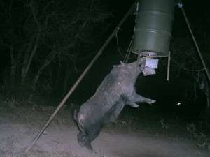 RevContent Ad Example 55705 - The Creepiest Images Ever Caught On Motion Sensor Trail Cameras