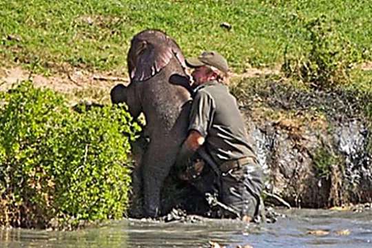 Outbrain Ad Example 46901 - [Photos] Mama Elephant Does This After Man Saves Her Drowning Baby
