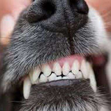 Yahoo Gemini Ad Example 57692 - End Dog Gum Disease With This Simple Tip - Today