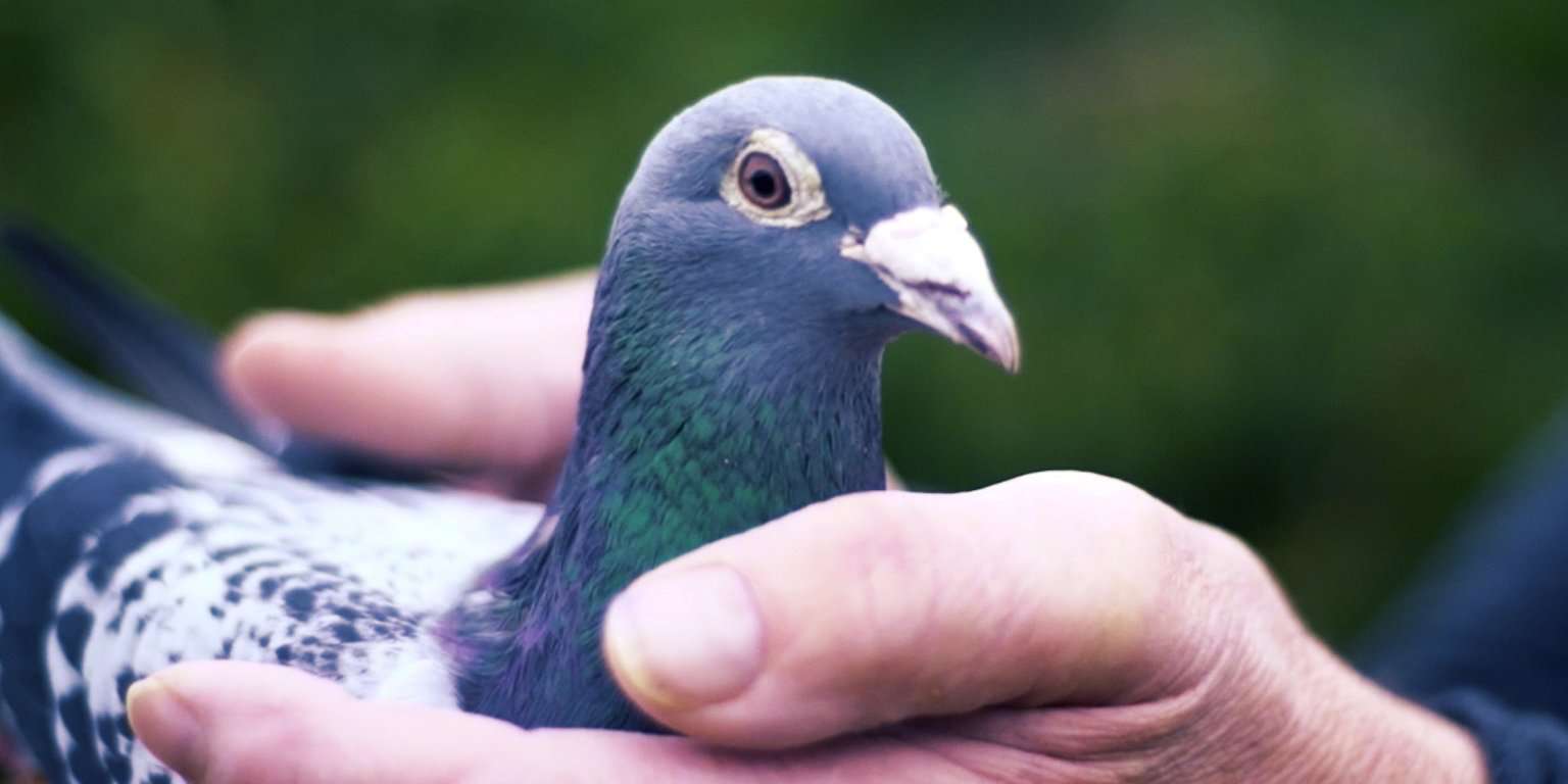 Taboola Ad Example 56394 - The Most Expensive Racing Pigeon Sold For $1.4 Million In China. Here's Why People Drop Millions On These Prized Birds.