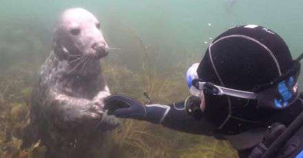 Yahoo Gemini Ad Example 31837 - Seal Wouldn't Leave Diver Alone Until He Helped