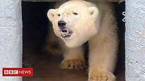 Outbrain Ad Example 42155 - How Misha The Polar Bear Changed Zoos Forever