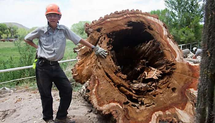 Outbrain Ad Example 31549 - [Photos] When Loggers Had To Cut This Old Tree They Didn't Expect To Finds This