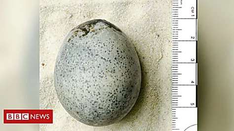 Outbrain Ad Example 47066 - 'Only Complete' Roman Egg Found During Dig
