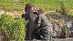 Outbrain Ad Example 46872 - [Photos] Mama Elephant Does This After Man Saves Her Drowning Baby