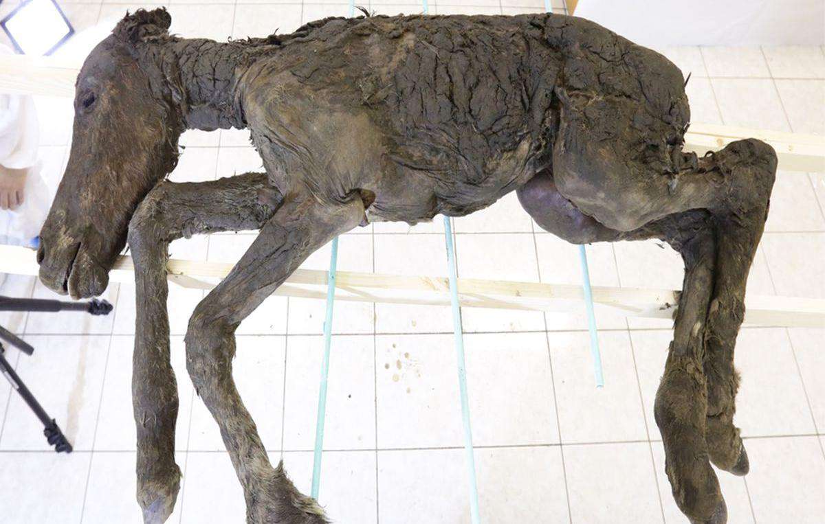 Taboola Ad Example 43060 - Cientistas Se Preparam Para Clonar Cavalo De 40 Mil Anos