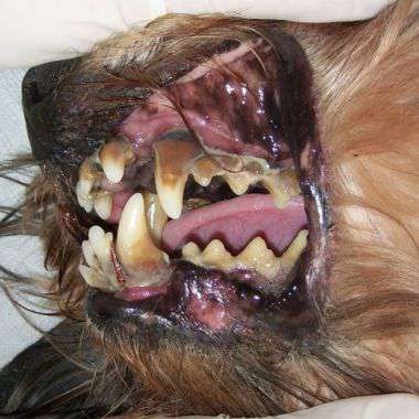 Yahoo Gemini Ad Example 42340 - New Vet Approved Fix For "Deadly" Dog Gum Disease