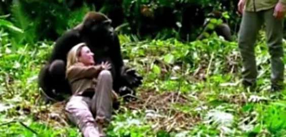 Outbrain Ad Example 57099 - [Photos] This Is What Happened When His Wife Met The Gorilla He Raised