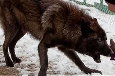 Outbrain Ad Example 44399 - [Photos] La Reacción De Un Perro Cuando Un Lobo Se Acerca A Su Dueño Es Imperdible