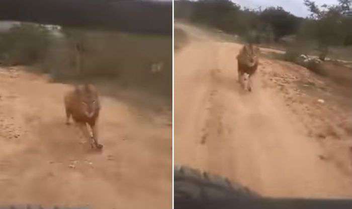 Taboola Ad Example 43010 - Lion Chases Tourist's Safari Car In Karnataka's Zoological Park- Watch Viral Video