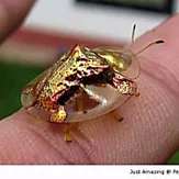 Outbrain Ad Example 53060 - Golden Tortoise Beetle – Right At Your Finger Tips A Unique Creature For Everyone To Enjoy.