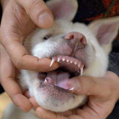 Yahoo Gemini Ad Example 35106 - Pet Expert: New Dental Formula A Godsend For Dogs