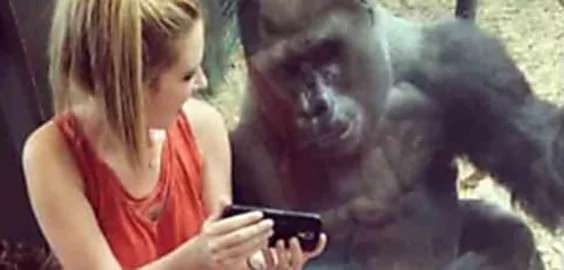 Outbrain Ad Example 56686 - [Photos] Wife Meets A Gorilla. 1 Minute Later This Happens