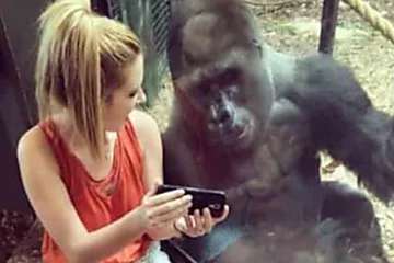 Outbrain Ad Example 44839 - [Photos] Wife Meets A Gorilla. 1 Minute Later This Happens